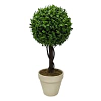 Boxwood Ball Topiary Plant in White Planter, 17"