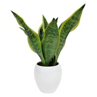 Snake Plant in White Pot, 14"