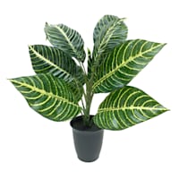 Zebra Plant in Black Pot, 14"