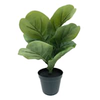 Fiddle Leaf Plant in Black Pot, 16"
