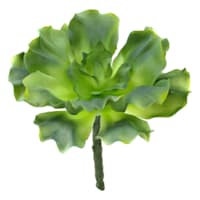 Green Curly Echeveria Spray, 6"