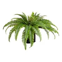 Green Fern in Plastic Pot, 40"