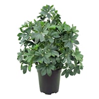 Schefflera & Umbrella Arrangement in Black Pot, 35"