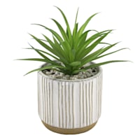 Succulent with White Ceramic Planter, 7.5"