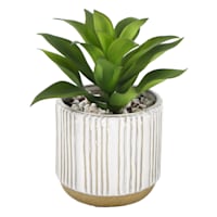 Succulent with Ceramic Planter, 7.5"