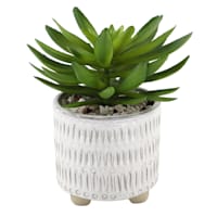 Succulent in Ceramic Pot, 7.5"