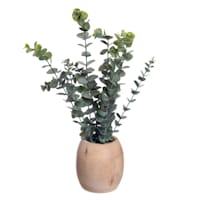 Eucalyptus Spray in Wooden Pot, 16"