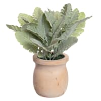 Dusty Miller in Wooden Pot, 9"
