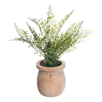 Natural Maidenhair Spray in Wooden Pot, 11"