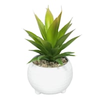 Tracey Boyd Succulent in White Pot, 6"