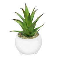 Tracey Boyd Succulent in White Pot, 6"