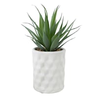 Tracey Boyd Succulent in White Pot, 7.5"