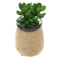 Donkey Tail in Glass Vases, 4.5"