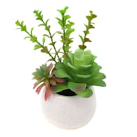 Mixed Succulent in White Pot, 7.5"