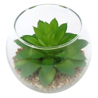 Green Echeveria Succulent in Glass Vase, 3.5"