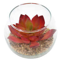 Light Red Echeveria Succulent Glass Vase, 3.5"