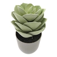 Echeveria Succulent in Grey Planter, 8.5"
