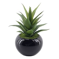 Succulent in Black Ceramic Pot, 6.5"