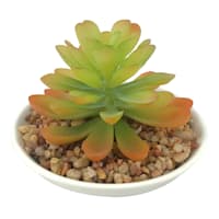 Succulent in White Pot, 3.5"