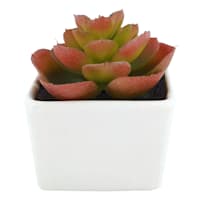 Red Succulent in Ceramic Pot, 3.2"