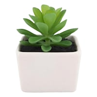 Green Succulent with White Ceramic Planter, 3"