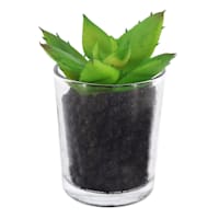 Succulent in Glass Pot, 3.5"