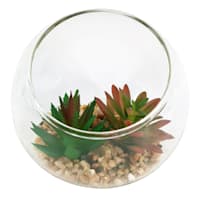Red & Green Succulents in Glass Bowl, 4.8"