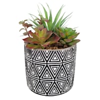 Succulent Arrangement in Blue Cement Pot, 7.5"