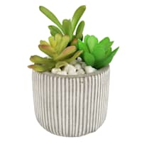 Succulents in Grey Striped Pot, 4.8"