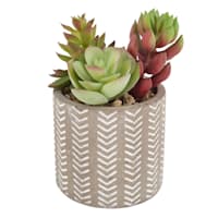Succulent Arrangement in Cement Pot, 4.5"