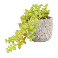 Succulents in Cement Pot, 4"