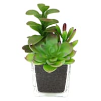 Mixed Succulent in Glass Vase, 6.5"