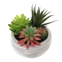 Mixed Succulent in Grey Pot, 5.5"