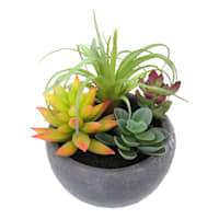 Mixed Succulent in Grey Pot, 5.5"