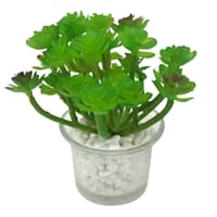 Succulent in Glass Vase, 4.25"