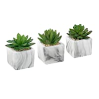 Succulent in Marble-Look Cement Pot, 4"