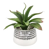 Succulent in Ceramic Pot, 9"