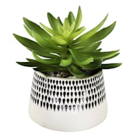 Succulent in Ceramic Pot, 7"