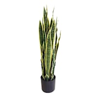 Potted Snake Plant, 3'