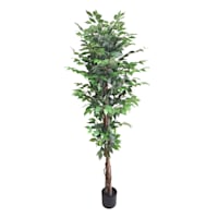 Ficus Tree in Black Pot, 6'
