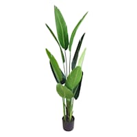 Potted Bird of Paradise Plant, 5'