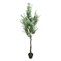 Potted Eucalyptus Tree, 6'
