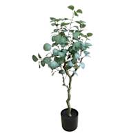 Potted Eucalyptus Tree, 3'