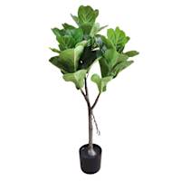 Potted Fig Tree, 3'
