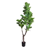 Potted Fig Tree, 6'