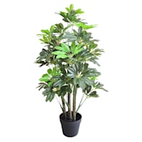 Potted Schefflera Tree, 3'