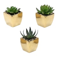 Set of 3 Succulents in Gold Vase, 4.1"