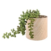String of Pearls in White Oak Pot, 5"