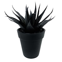 Spellbound Potted Black Aloe Plant, 6"