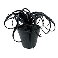 Spellbound Black Air Plant Arrangement, 6"